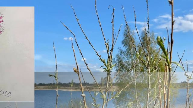 Леди Самоцветик # ЛЮБЛЮ РИСОВАТЬ# смотреть онлайн