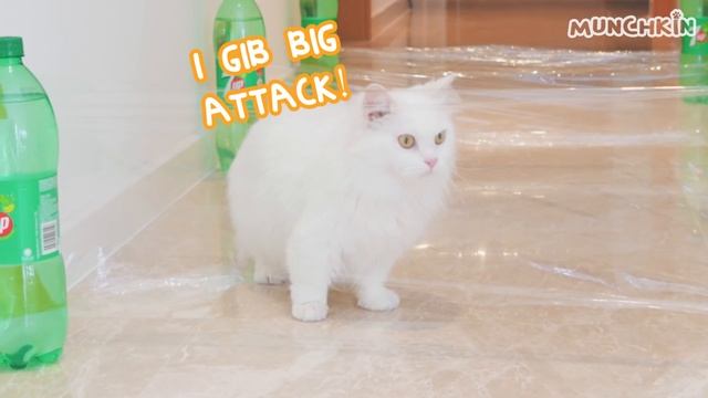 Cats vs Invisible Hurdles смотреть онлайн