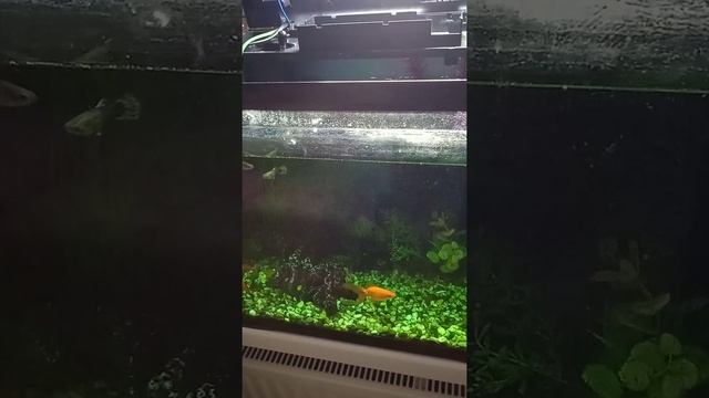 золотая рыбка, содержание, кормление смотреть онлайн