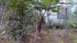 Заброшенная турбаза . Бильярд , катамараны, старый причал и огромный улий пчёл