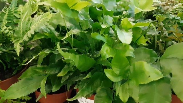 Бегония рекс мэджик колорс самба, папоротники, пеперомии, сингониумы, хелиантус... смотреть онлайн