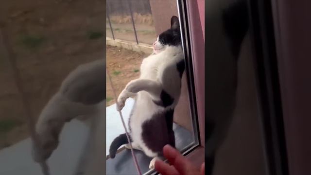 Соня смотреть онлайн