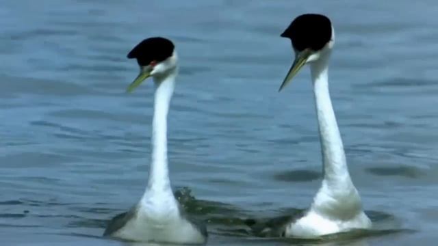 Tango Historia De Un Amor История одной Любви(танцуют птицы) смотреть онлайн