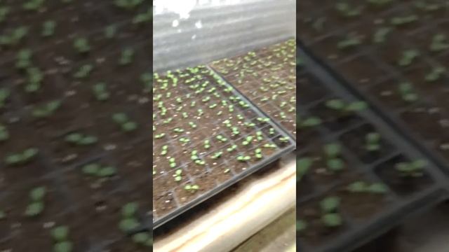 выращивание салата зимой через рассаду. первый настоящий лист смотреть онлайн