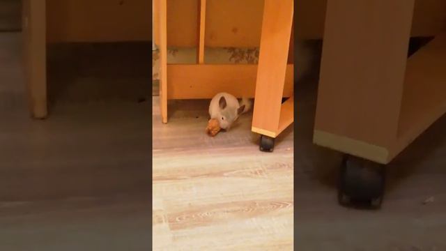 Мышка воришка (шиншиллы)\Mouse thief (chinchilla) смотреть онлайн
