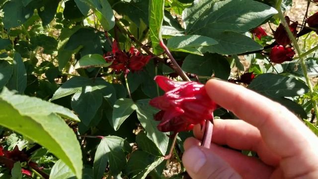 Hibiscus Sabdariffa Aka Roselle