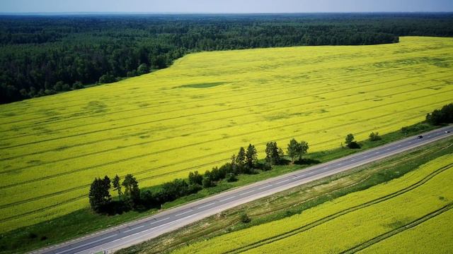Fimi X8 SE 2020 (4K) Горчичные поля... (Mustard fields...) 03.07.2022 смотреть онлайн