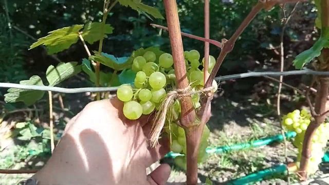 Лиепаяс Дзинтарс. 14.08. Урал. Челябинск смотреть онлайн