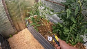 ТРИХОДЕРМА В ОГОРОДЕ!🦠🚿Единственное средство,которое РЕАЛЬНО ПОБЕЖДАЕТ ФИТОФТОРОЗ👌!Не пропустите!