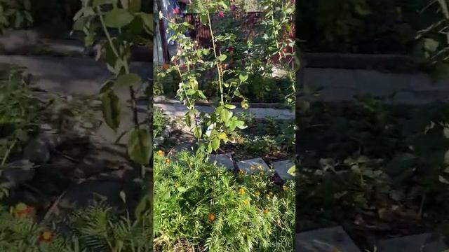 Осень наступила смотреть онлайн