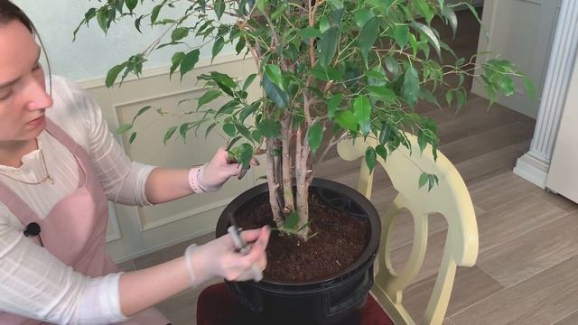 №3. Фикус Бенджамина. Пересадка, обрезка взрослого растения. смотреть онлайн