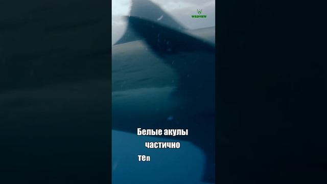 Белая Акула #животные #природа #акулы смотреть онлайн