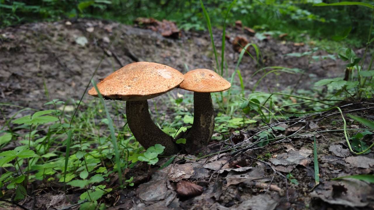 За Золотом с Дельтой Перекат (аналог Dream Mat)