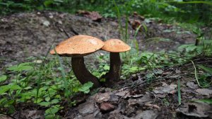 За Золотом с Дельтой Перекат (аналог Dream Mat)