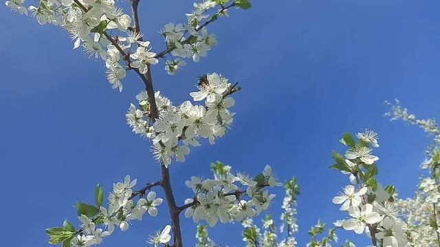 цветение тёрна смотреть онлайн