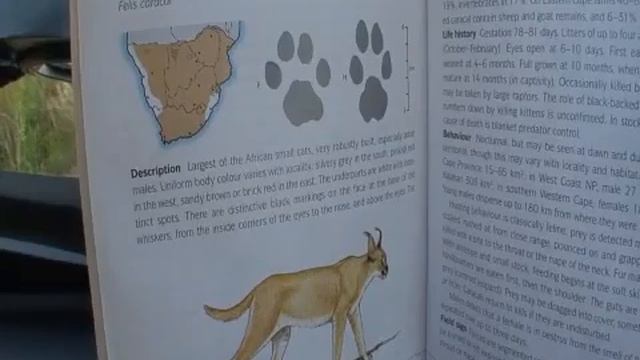 A "Caracal Cat" Pilanesberg Game Park, SOUTH AFRICA смотреть онлайн