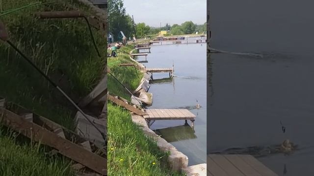 рыбалка рыбалка в подмосковье карп ловля карпа суперкарп белеутово karp fishing смотреть онлайн