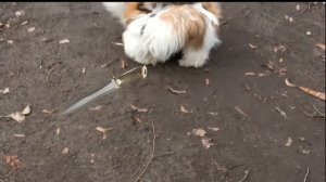 Ши-Тцу дерутся на улице! Шок контент! #shihtzu