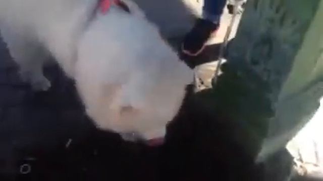 Самоед пьёт воду :) смотреть онлайн