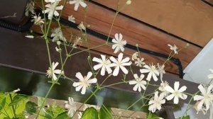 Клематис  Витальба Поль Форгез