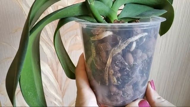 Завяли Все Листья у орхидеи фаленопсис Как вернуть тургор листьям? В чем причина? Что с корнями? смотреть онлайн