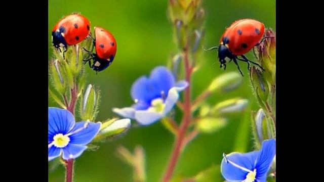 научиться фотографировать с нуля бесплатно смотреть онлайн