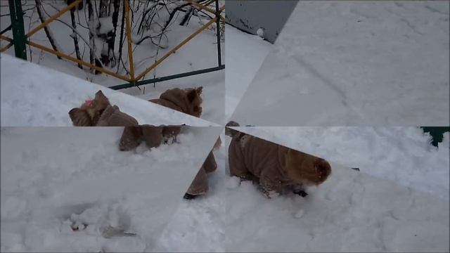 Мы на прогулке в костюме от Puppy Angel