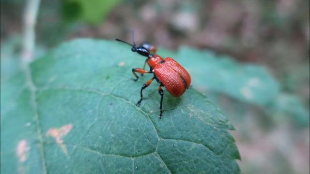 Vaboles/ Beetles / Coleoptera смотреть онлайн