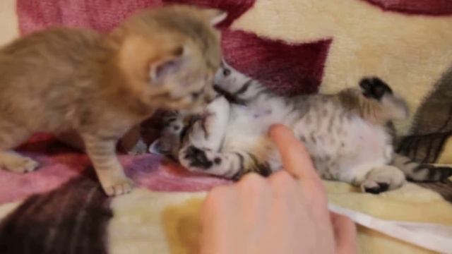 Шотландские котята Харьков