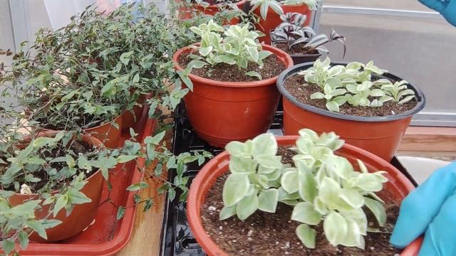 Подготовка к сезону.Посадка ампельных растений в подвесные кашпо. Формирую сразу красивый куст. смотреть онлайн