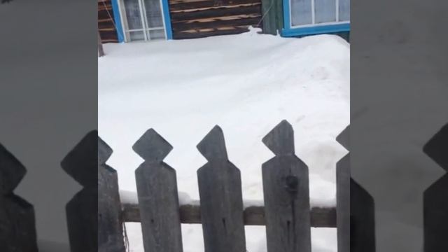 НАПАДЕНИЕ ВОЛКОВ☝️В ПОСЁЛКЕ ПЕРВОМАЙСКИЙ СЕРОВСКИЙ РАЙОН смотреть онлайн