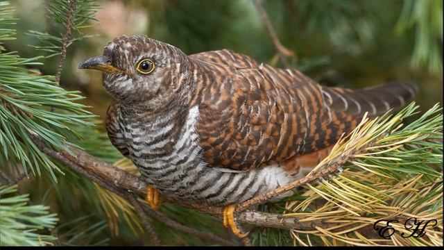 Перелетные птицы смотреть онлайн