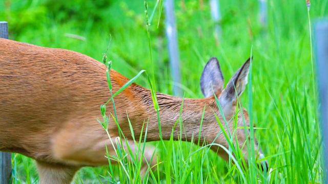4K HDR 60fps Dolby Vision _Мир животных