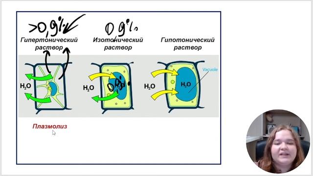 ПЛАЗМОЛИЗ, ОСМОС, ТУРГОР в ЕГЭ/ОГЭ по биологии смотреть онлайн