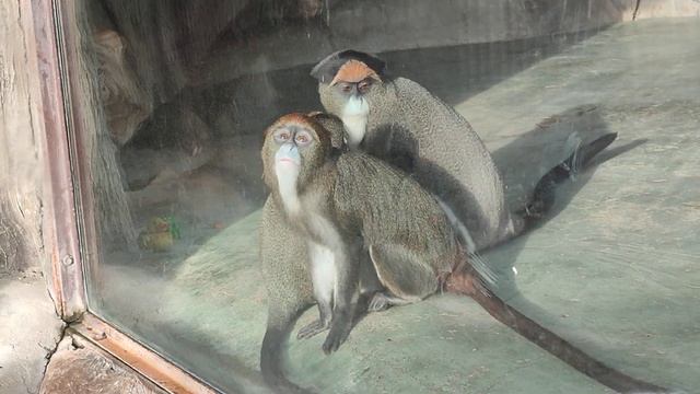 Дружные и невероятно красивые мартышки Бразза в февральский день смотреть онлайн