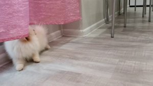 Померанский Шпиц. Лай щенка. Реакция на скотч. Ник 3 месяца. Pomeranian Spitz