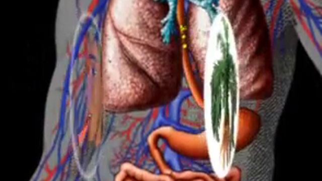 Жизненный цикл аскариды смотреть онлайн