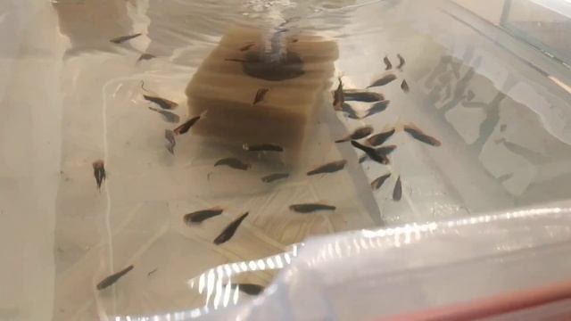 Новые аквариумные рыбки на моей разводне смотреть онлайн