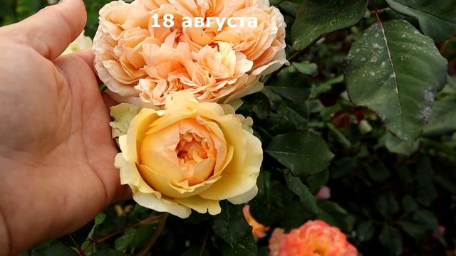Роза Эприкот Скай, мои наблюдения. Целое лето за 3 минуты. Было-стало. Rose Apricot Sky. смотреть онлайн