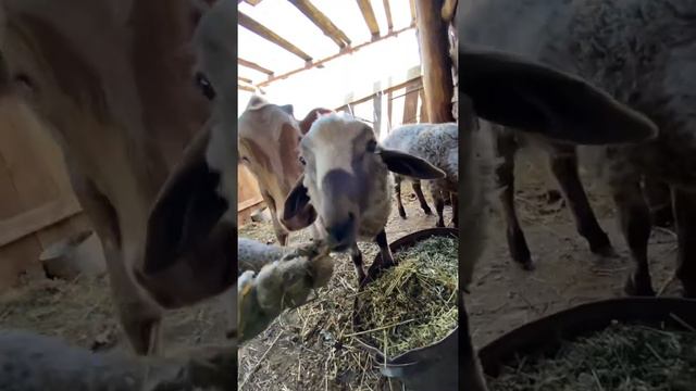 Мои будни смотреть онлайн