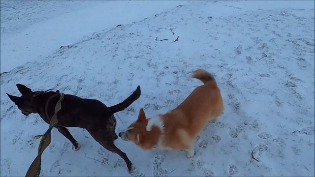 Метис Амстаффтерьера и Корги / Metis Amstaff Terrier And Corgi