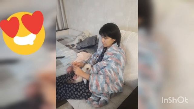 Описание породы невская маскарадная ( кратко) смотреть онлайн
