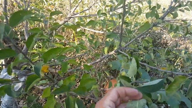 Обзор сорта Хоней Крисп смотреть онлайн