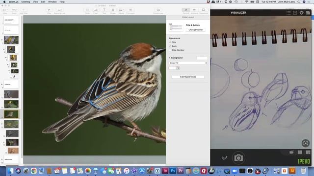 How to Draw a Bird, 3/4 view смотреть онлайн