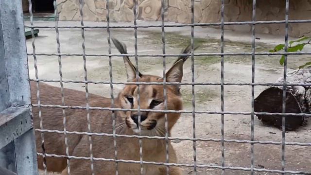 Дайте мяса!!!Каракал.Зоопарк ТАЙГАН.Крым 23.11.2022 смотреть онлайн