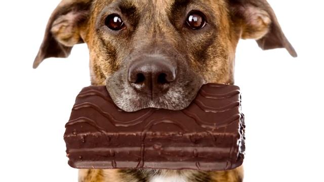 Почему собакам нельзя сладкое? смотреть онлайн