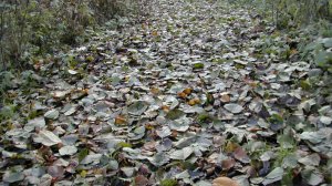 Иеромонах Роман. «Земля от света повернёт во тьму…»