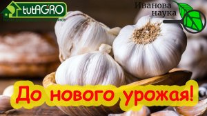 КИТАЙСКОМУ ЧЕСНОКУ ОТСТАВКА!  Храните чеснок до нового урожая в целости и сохранности! Почему гниёт?