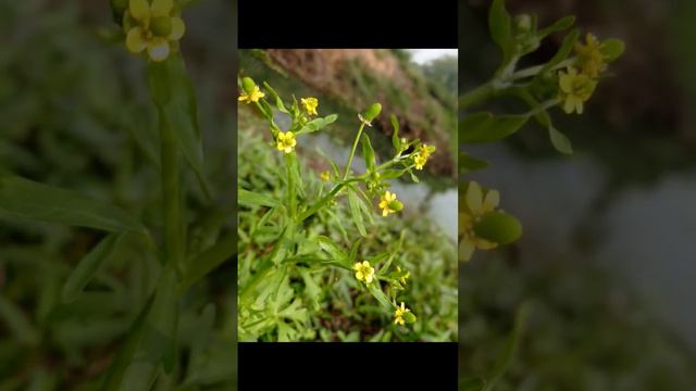Ranunculus sceleratus L., this plant species belongs to Ranunculaceae family. смотреть онлайн