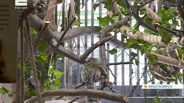 У пары крохотных обезьянок в «Роевом ручье» появилось потомство смотреть онлайн